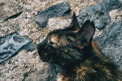 High angle view of cat on rock