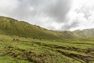 View of a green landscape