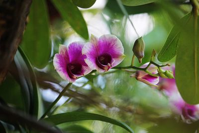 Close-up of pink flowering plant