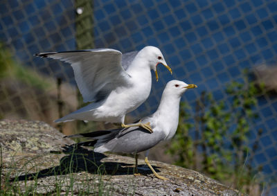 Common gulls in love mating