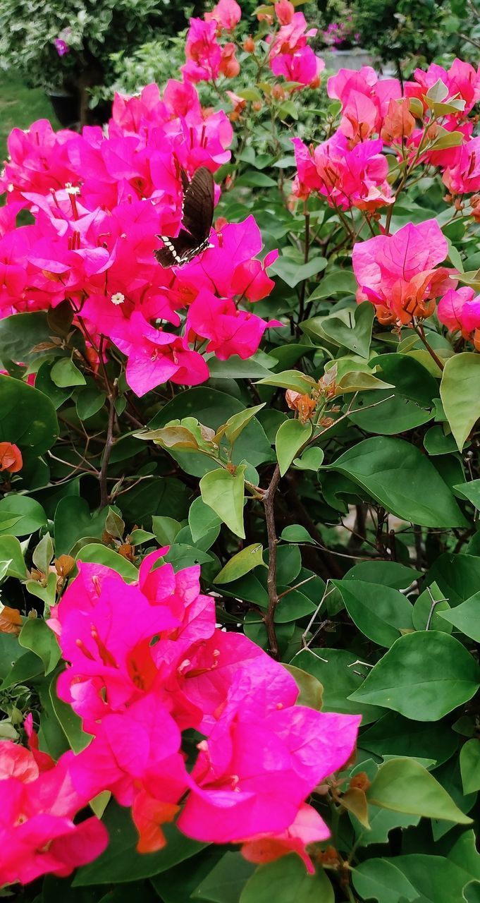 CLOSE-UP OF PINK BOUGAINVILLEA PLANT