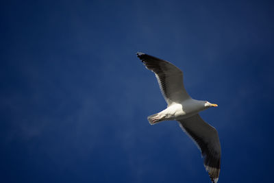 Low angle view of seagull flying against clear blue sky