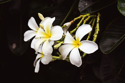 Close-up of white frangipani flowers against black background