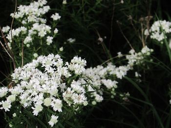 Close-up of white flowers blooming in spring
