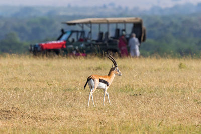 Thomson's gazelle on the savannah with a safari car in the background