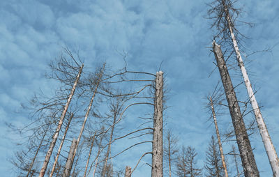 Low angle view of bare tree against sky