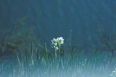 Close-up of white flowering plants on field