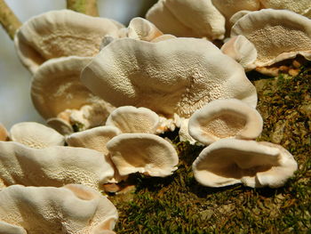 Close-up of plant growing on field