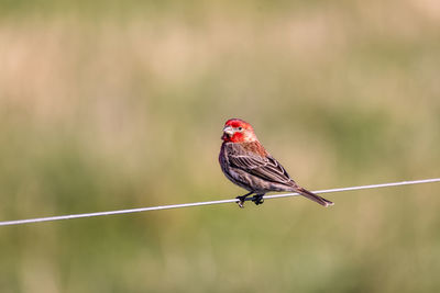 Close-up of bird perching on metal