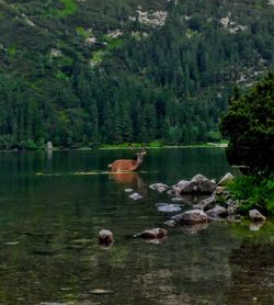 Ducks in a lake