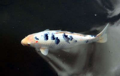 Close-up of fish swimming in water