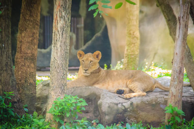 Portrait of an animal on tree trunk