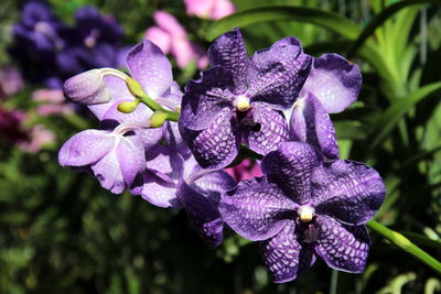 Close-up of purple flowering plant