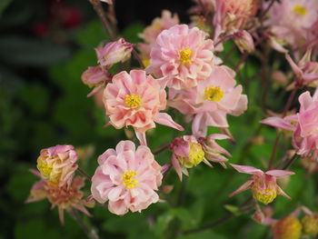 Close-up of pink flowering plants