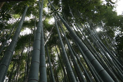 Low angle view of bamboo trees in forest