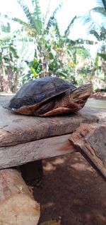 Close-up of lizard on wood in forest