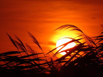 Low angle view of silhouette grass against sky during sunset