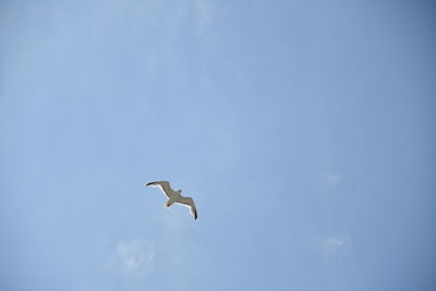 Low angle view of seagulls flying