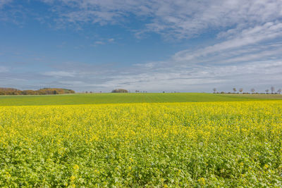 Scenic view of oilseed rape field against sky