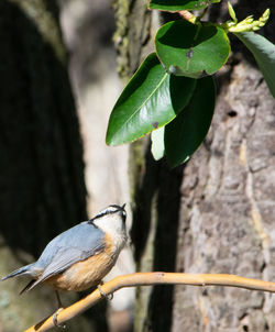 Close-up of bird perching on plant