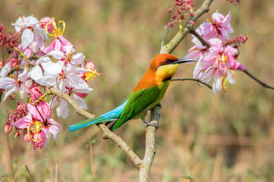 Close-up of a bird perching on pink flower