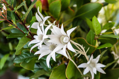 Close-up of white flowering plant