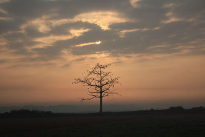 Silhouette tree on field against sky during sunset