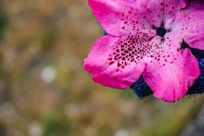 Close-up of pink rose flower