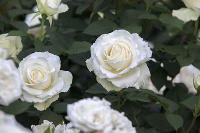 Close-up of white roses blooming in park