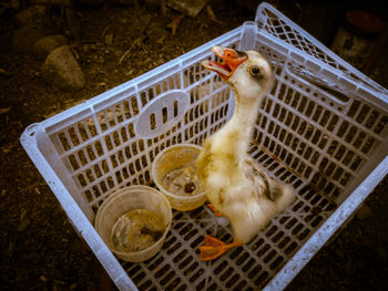 High angle view of a bird in cage