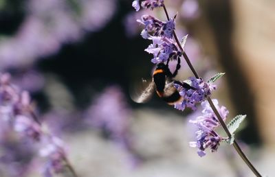 Close-up of insect on purple flower