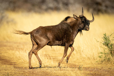 Side view of horse on land