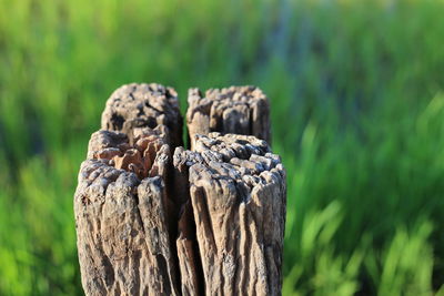 Close-up of wooden post on land