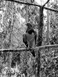 Bird perching on branch