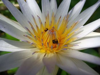 Close-up of bee pollinating flower