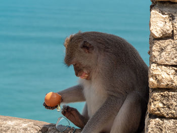 Monkey sitting against the wall