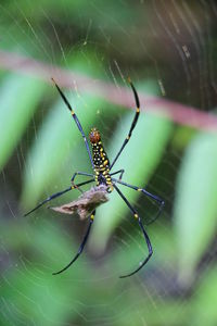 Close-up of spider with prey on web