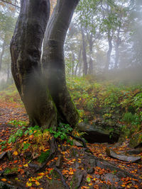 Trees growing in forest during foggy weather