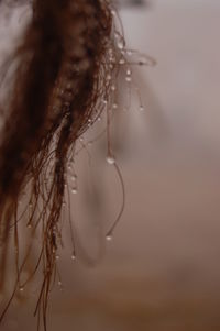 Close-up of water drop