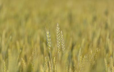 Close-up of wheat growing on field