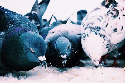 Close-up of birds on snowy field