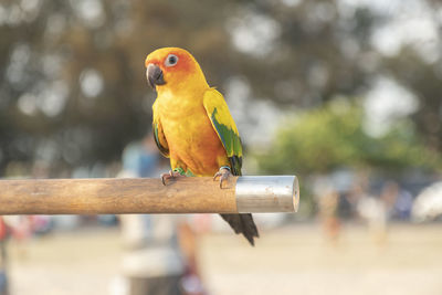 Close-up of parrot perching on metal railing