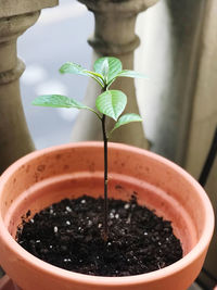 Close-up of potted plant