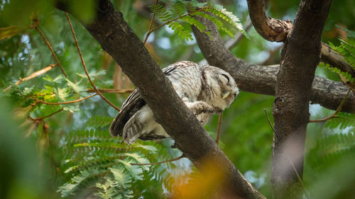Low angle view of giraffe on tree