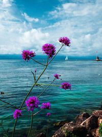 Pink flowering plants by sea against sky