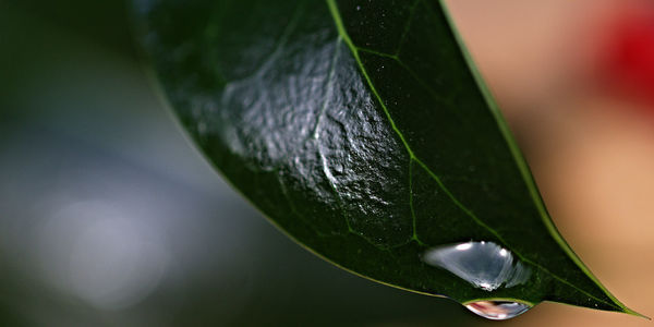 Close-up of water drop on leaf