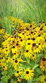 Close-up of yellow flowering plant on field