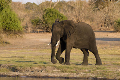 Elephants on field