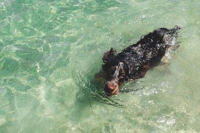 Dog in water