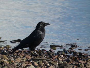 Proud crow on beach